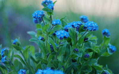 Myosotis sylvatica